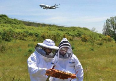 <span class='piano-premium'>Premium</span>Airport Calls in the Beekeepers to Save Pollinators